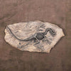 Dinosaur Fossil Skeleton Decor | DinoLoveStore