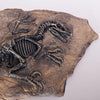 Dinosaur Fossil Skeleton Decor | DinoLoveStore