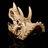 Triceratops Skull | DinoLoveStore
