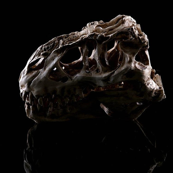 T-Rex Skull | DinoLoveStore
