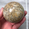 Dinosaur Sphere Shaped Fossil | DinoLoveStore